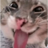 Reacciones de los animales ❤️‍🩹 11