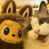 🧿Gatitos Gatos Miau🐱🐈 23