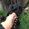Black Cat Mood 13
