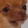Pinscher e Chihuahua MEMES 19