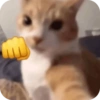 Cat Meme 6