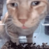 Gatos memes 11