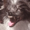 Reações cachorros 10