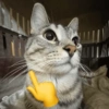 Mewing meme  3