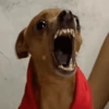 Mix perritos sin palabras  17