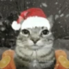 Random Cat's 🐈🐈‍⬛ 15