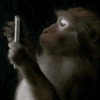 Macaquinhos  9
