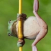 Pole Frog