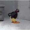 Pingu 10