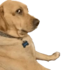 Reações cachorros 9
