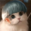 Gatas fofinha de perucas  13