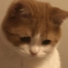 Sad cat 7