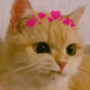 Gatitos amor 💘  11