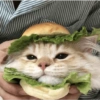 Kucing Lucu 9