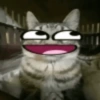 Random Cat's 🐈🐈‍⬛ 16