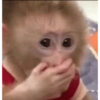 Changuitos Moods 🐒🦧 17