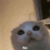 Gatitos Memes😺✨💕10 13
