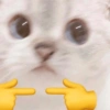 Gatitos Memes😺✨💕10 11