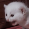 Cat meme / kucing  7