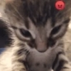Gatos memes 13