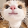 Gatos random 😺 6