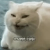 Kucing imut 27