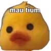 Whatsapp 13
