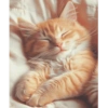 Cat cute 13