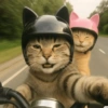🧿Gatitos Gatos Miau🐱🐈 15