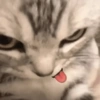 🐱•Michis Divertidos•🐱 6