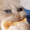 Sad cat 10
