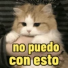 😻Gatos gaticos michis lindos 20