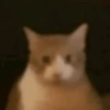 Gatos memes 9