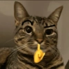Memes de gatos 7