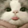 Kucing Lucu 16