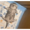 Gatos 9