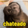 MACACOS 🙈 (COM TEXTO) 9