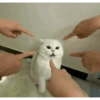 Gatos 8