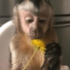 Macaquinho 🙈 9