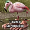 FLAMINGO SALPINO GIRINO Likes