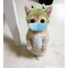 Gatito 16