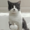 Memes de gatos 9