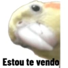 Calopsita fofas 9