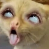 Memes de gatos 5