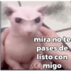 Gatos 16