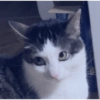 Gatos 6
