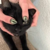 Black Cat Mood 23