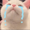 Sad cats and kittens 😭 20