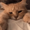 Kucing ngambek  15