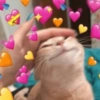 Gatinhos boiolinhas 12